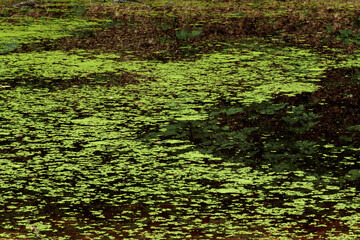 algae on the swamp