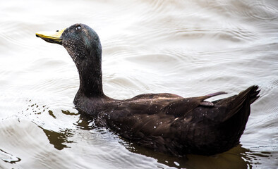 Ducks on a Lake