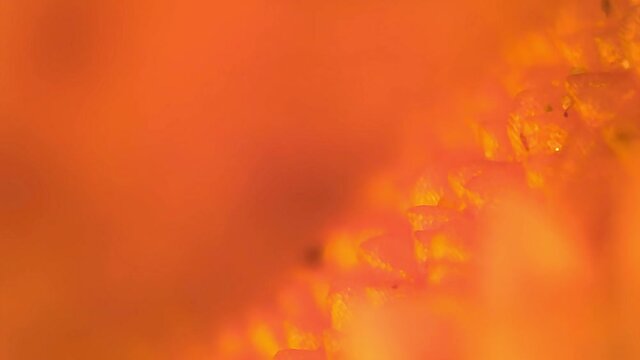 Microscope Plants Desert Sunflower 1200x Focus In and Out 2