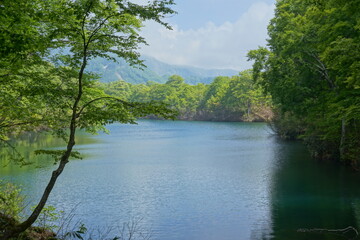 Obraz premium Beautiful forest and nature in countryside. Hakuba, Japan