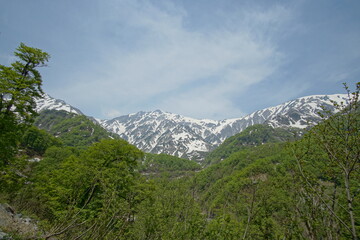 Beautiful forest and nature in countryside. Hakuba, Japan