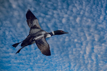 Common Loon in flight - Canada 