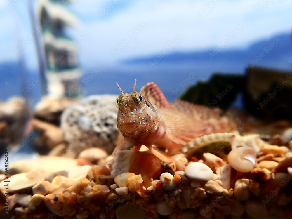 Wall mural Sphinx blenny Mediterranean fish - (Aidablennius sphynx)