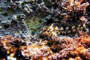 Combtooth Mediterranean blenny fish - Lipophrys trigloides
