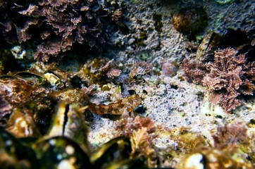 Naklejka na ściany i meble Sphinx blenny Mediterranean fish - (Aidablennius sphynx)