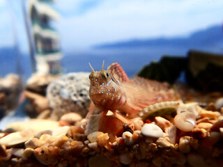 Sphinx blenny Mediterranean fish - (Aidablennius sphynx)