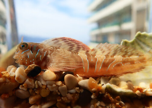 Sphinx blenny Mediterranean fish - (Aidablennius sphynx)