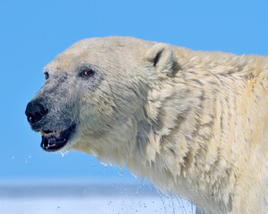 A Polar Bear comes out onto the sea ice of Hudson Bay - Nunavut
