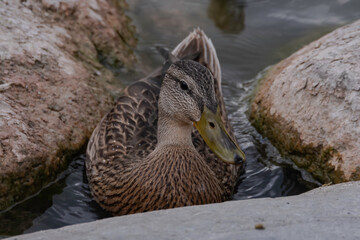A Female Mallard Duck sitting between rocks taking a break from the waves in the pond