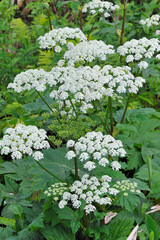 オオハナウド（北海道・鹿追町）