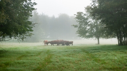 Cattle in a green foggy pasture with trees