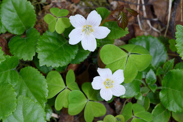 コミヤマカタバミ（北海道・知床）