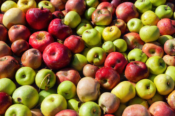 Harvested apples for cider floating in a large tub