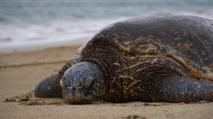turtle on the beach