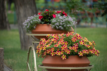 Trout red-yellow petunia in a pot, close-up