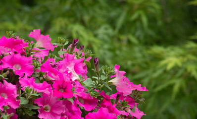 Pink petunia is a flowering annual plant for landscaping and interior decoration.