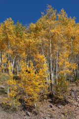 Autumn Aspens in Colorado Mountains