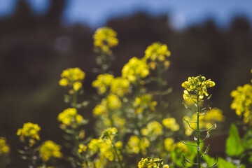 field of yellow flowers