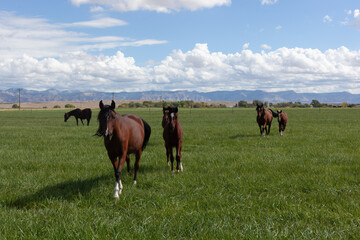 Obraz premium Horses in a green summer pasture