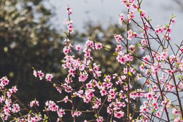 pink blossoms on tree outdoor in Australian backyard