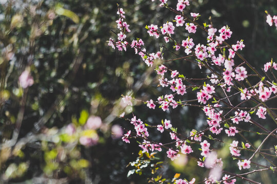 pink blossoms on tree outdoor in Australian backyard