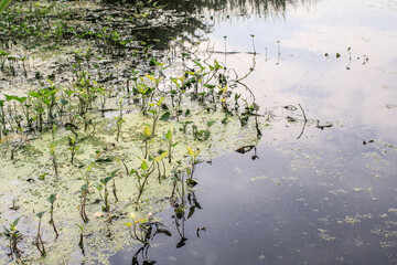 Duckweed as well as food & agricultural values and used for wastewater treatment to capture toxins & odor control.Green Leaves on water textured background