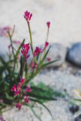 native Australian kangaroo paw plant with red flowers outdoor