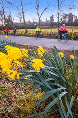 roadside daffodils with passing cyclists
