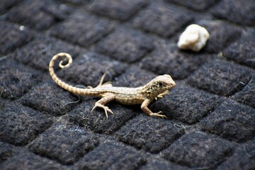 Obraz premium lizard juvenile