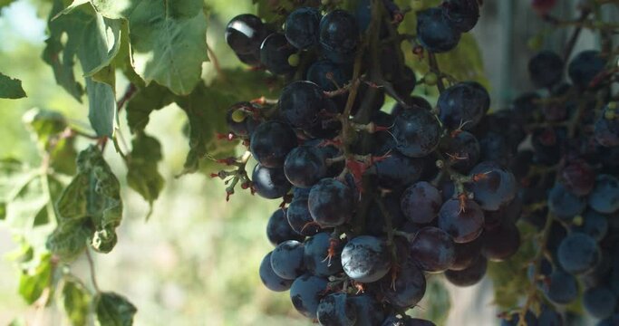 Dark blue clusters and bunch of fresh, ripe, delicious, tasty, plump Italian grapes hanging down on green vine by variegated leaves in vineyard on sunny day, static close up shallow depth of field