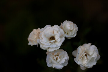 white roses bloom at garden