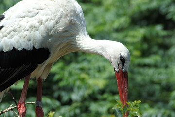 White stork is looking down its feet. Part of body.