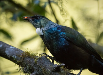 Fototapeta premium Wild New Zealand Tui Bird