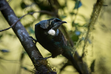 Wild Tui New Zealand