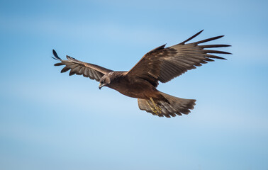 Wild New Zealand Kahu Hawk in flight