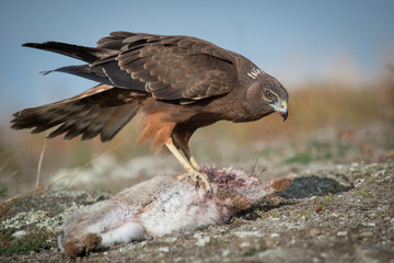 Wild New Zealand Kahu Hawk with rabbit prey