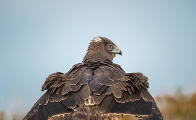 WIld New Zealand hawk
