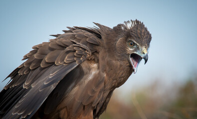 Wild New Zealand Kahu hawk