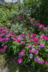 Lush green colourful English cottage garden summer sunshine with plants and flowers