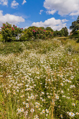 Lush green colourful English cottage garden summer sunshine with plants and flowers