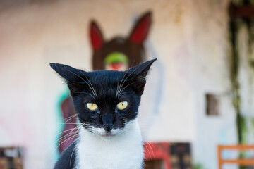 Gato de rua simpatico e esperto