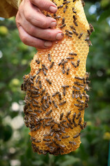 The beekeeper holds a piece of beeswax with honey and bees.