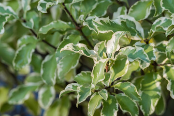 plant pittosporum leaves tenuifolium variegatum