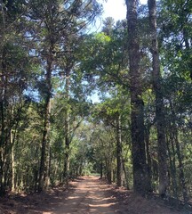 road through the forest