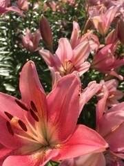 Multiple pink, orange, salmon, peach lillies on verdant green plants with yellow throats and strong stamens. Open flowers plus buds.