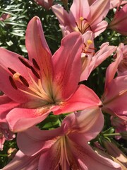 Sun-kissed lilies burst forth a summer hello in oranges, salmon, yellows and burgundy