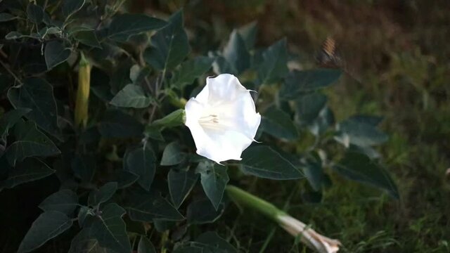 White Moonflower with hummingbird hunting nectar.