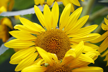 Sunflower - The Ashcombe Maze and Lavender gardens, Victoria, Australia