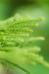 Fototapeta na wymiar Close up macro shot of green nature plants
