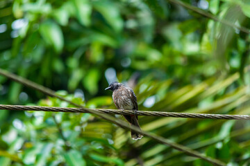 Red-whiskered Bulbul
